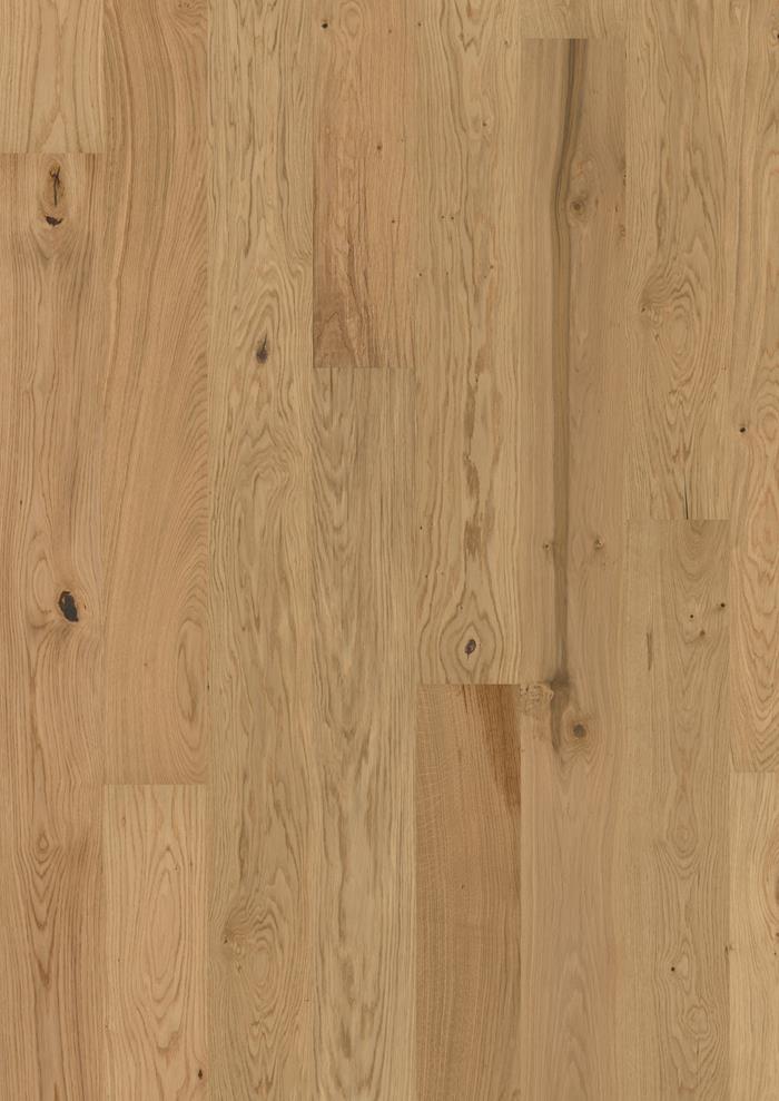 Oak Aster Matt
