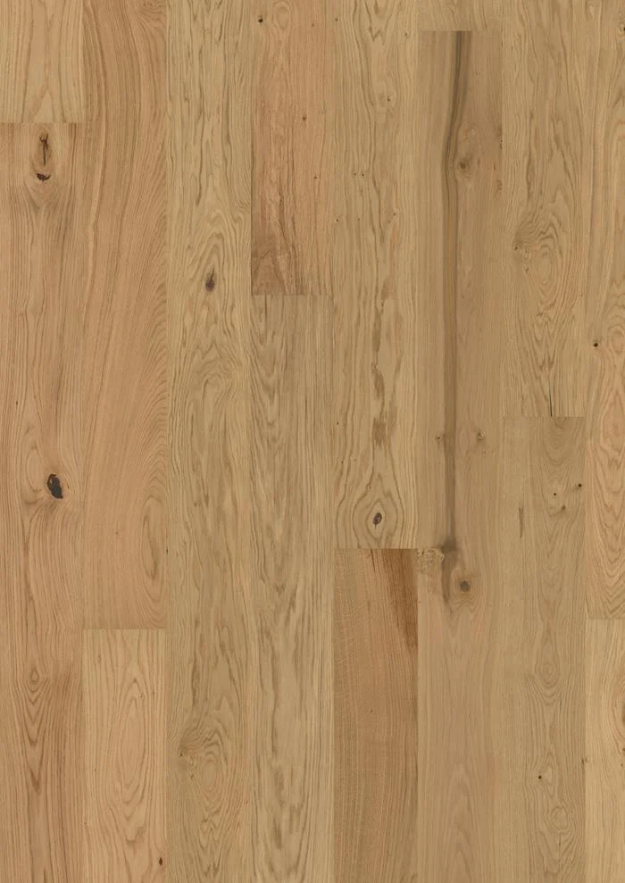 Oak Aster Matt